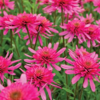Southern Belle Coneflower Thumbnail